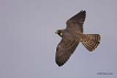 Gkdoan/
Peregrine falcon / Falco peregrinus